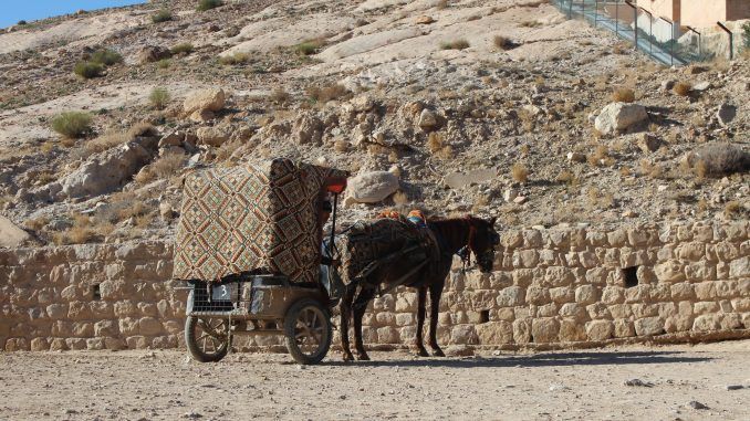 Caballo en Petra.