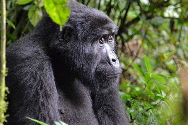 Escapadas para finalizar o iniciar el año 42 GorilasenUganda