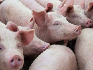 Detectan listeria y graves fallos higiénicos en la carne española