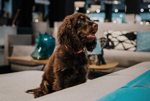 Mimma Gallery revoluciona la experiencia de compra: Tiendas ‘Pet Friendly’ para consentir a tus mascotas