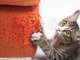 Claves para tener un hogar impecable con mascotas