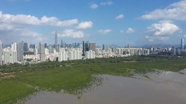 El oasis urbano de Shenzhen que propicia la conservación de manglares y fomenta la biodiversidad El oasis urbano de Shenzhen que propicia la conservación de manglares y fomenta la biodiversidad