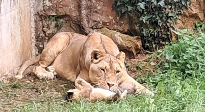 Cabárceno celebra el nacimiento de una nueva leona africana, un nuevo éxito para la conservación de la especie Cabárceno celebra el nacimiento de una nueva leona africana, un nuevo éxito para la conservación de la especie